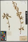 Foto von Salix alba L. x Salix fragilis L.